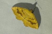 Camptogramma bilineata
