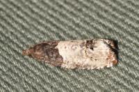 Notocelia roborana