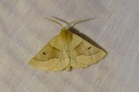 Crocallis elinguaria