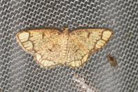Stegania cararia