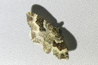 Epirrhoe alternata