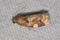 Archips xylosteana