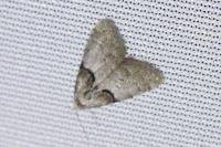 Nola cucullatella