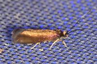 Roeslerstammia erxlebella