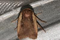 Ochropleura plecta