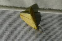 Rhodometra sacraria