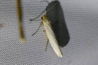 Eilema caniola