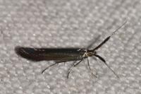 Coleophora mayrella