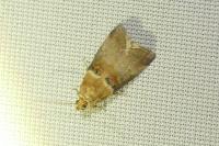 Acrobasis tumidana