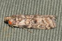 Dioryctria abietella