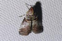 Acrobasis advenella