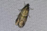 Acrobasis consociella