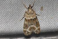 Eudonia mercurella