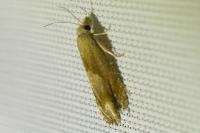 Eucosma conterminana