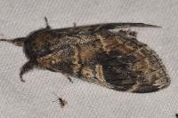Notodonta tritophus