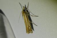 Ancylolomia tentaculella