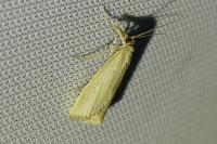 Agriphila straminella