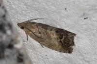 Cydia splendana
