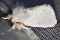 Sphrageidus similis