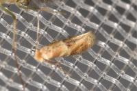 Bucculatrix ulmella
