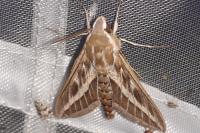 Hyles livornica