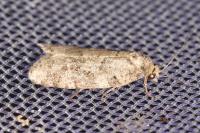 Cnephasia stephensiana