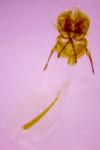 Cnephasia stephensiana