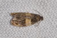 Celypha aurofasciana