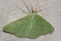Thetidia smaragdaria