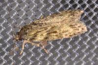 Gelechia muscosella