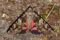 Catocala promissa