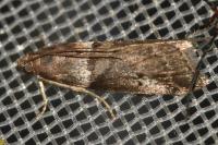 Acrobasis consociella