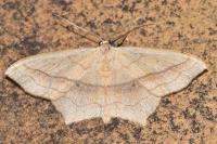 Scopula imitaria