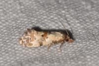 Cochylis molliculana