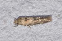 Mompha epilobiella