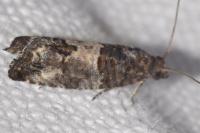 Spilonota ocellana