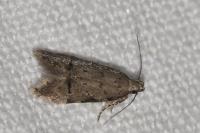 Teleiodes vulgella