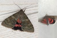 Catocala elocata