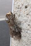 Cossus cossus