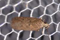 Bryotropha