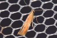 Coptotriche marginea