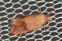 Celypha striana