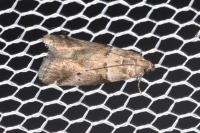 Acrobasis consociella
