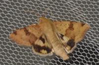 Heliothis viriplaca