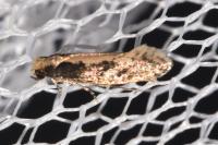 Monopis crocicapitella