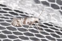 Scythropia crataegella