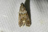 Acrobasis consociella