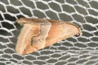 Eublemma parva