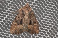 Mesapamea secalella/secalis