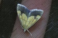 Evergestis limbata